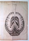 VIEUSSENS, RAYMOND. Neurographia universalis. 1716